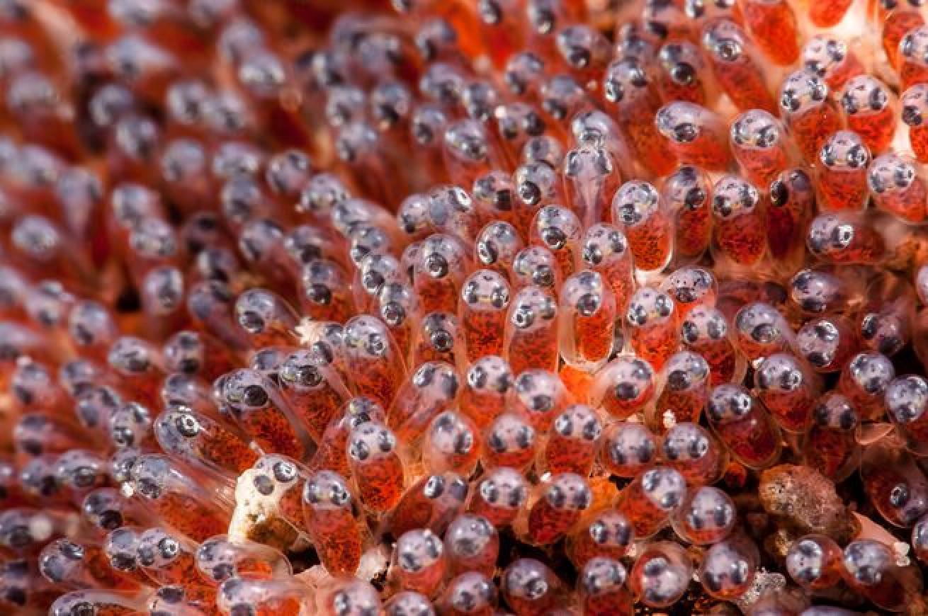 Nesting Time

When the time comes for mating, anemonefish will lay their eggs in large batches either hundreds or thousands—depending on the species. The prime location for a nest is on a nearby flat surface where the male will guard the eggs for 6-10 days before they hatch.
