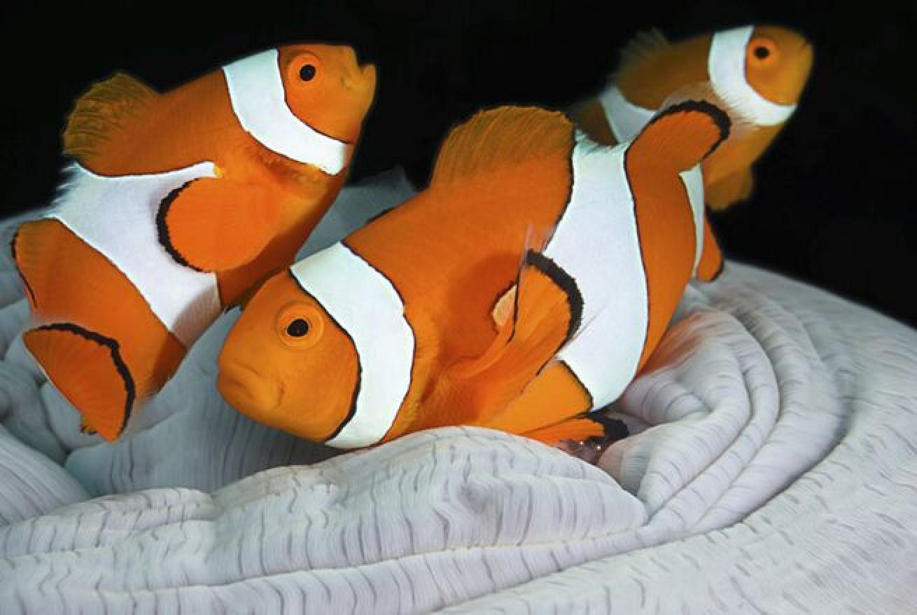 Dudes

All anemonefish are born male. When the female of the group dies, the strongest male makes the switch to female and becomes the dominant one in the group.