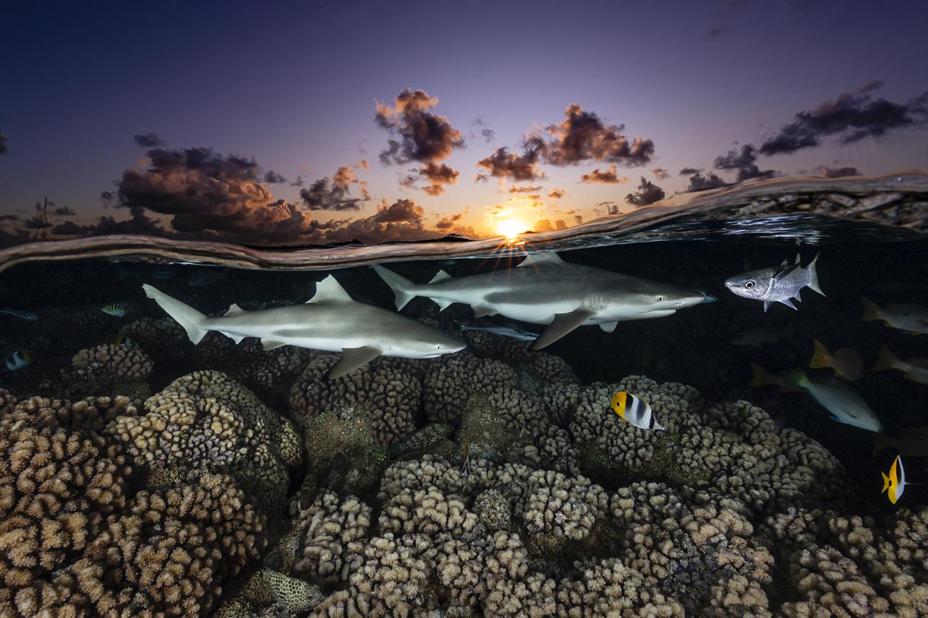 Blacktip reef sharks prowl the reef in Fakarava.