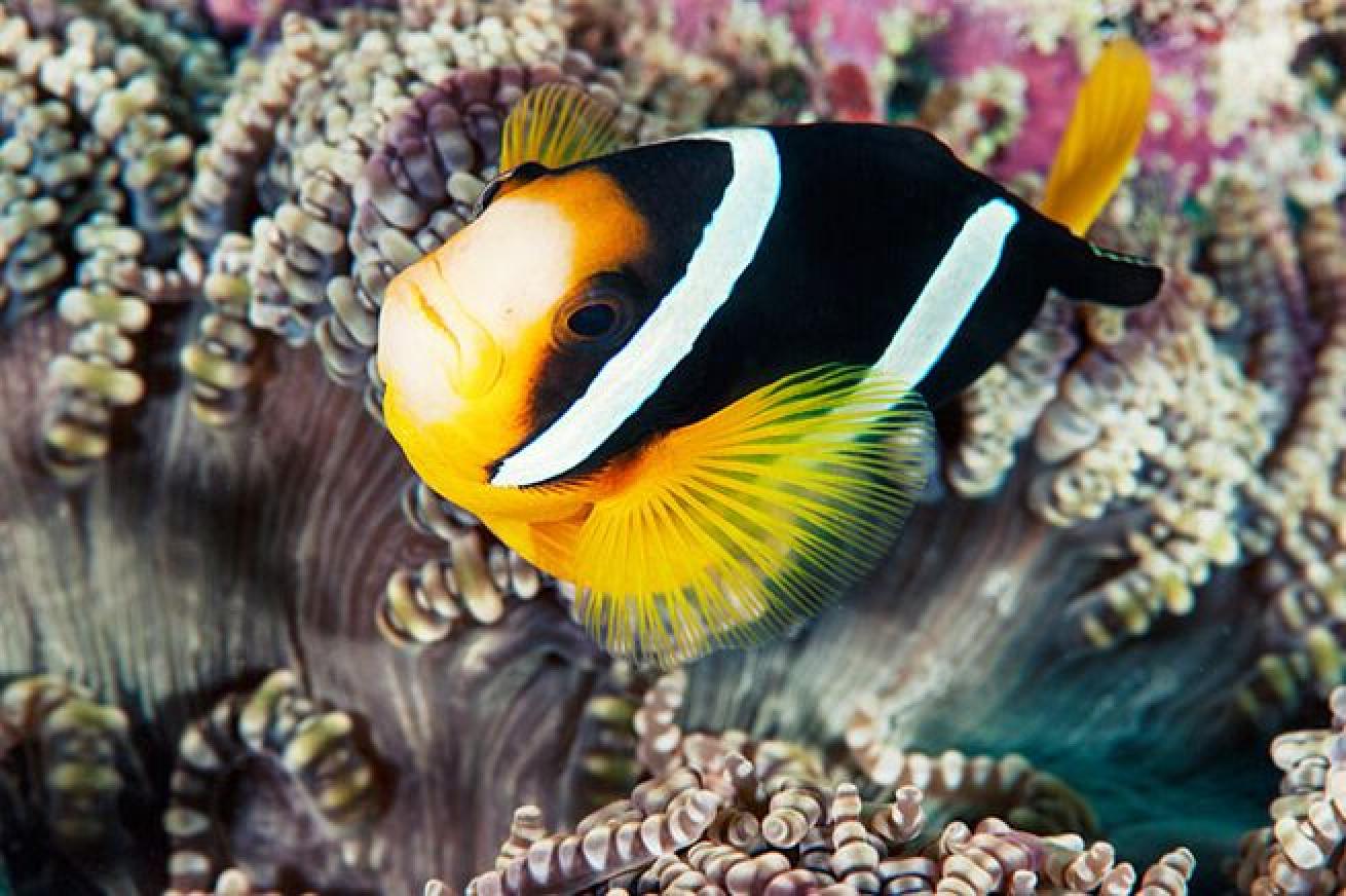 Orange is the New Black

An orange body with white stripes is a well-known pattern for anemonefish. However, colors and stripe placement varies across the 28 known species of anemonefish. The Clark’s anemonefish or yellow-fin clownfish has a black body, with yellow fins and two white stripes.