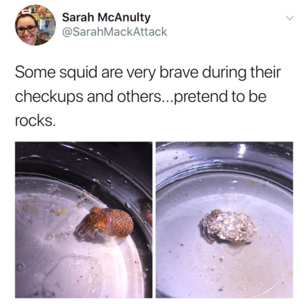 A social media post from Dr. McAnulty showing squid color change