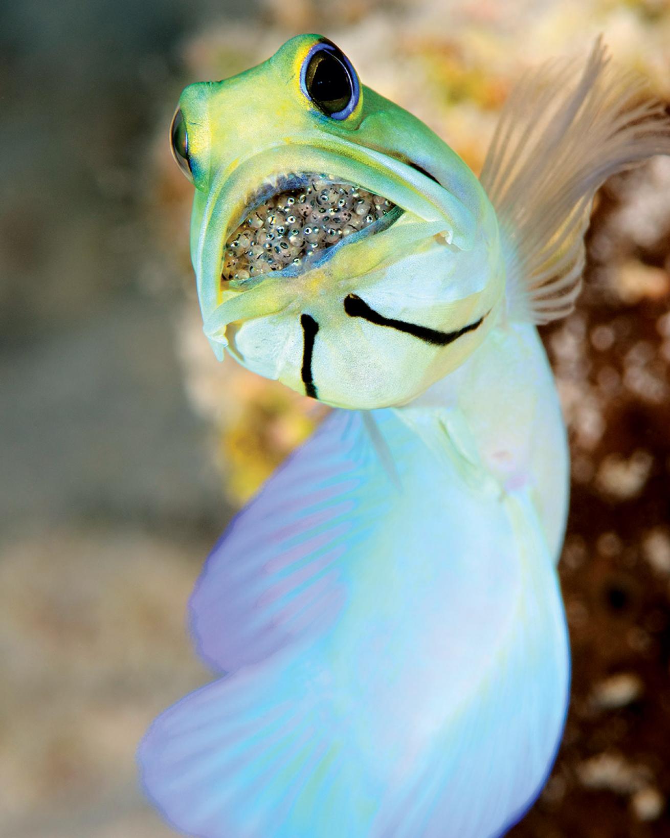 Little Cayman, Cayman  Islands