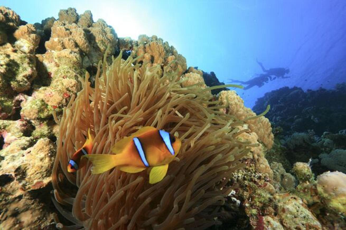 Nemo Found

These tropical fish prefer warmer waters like those of the Indian Ocean and western Pacific, but you won’t find them in the Caribbean, Mediterranean or Atlantic Ocean.