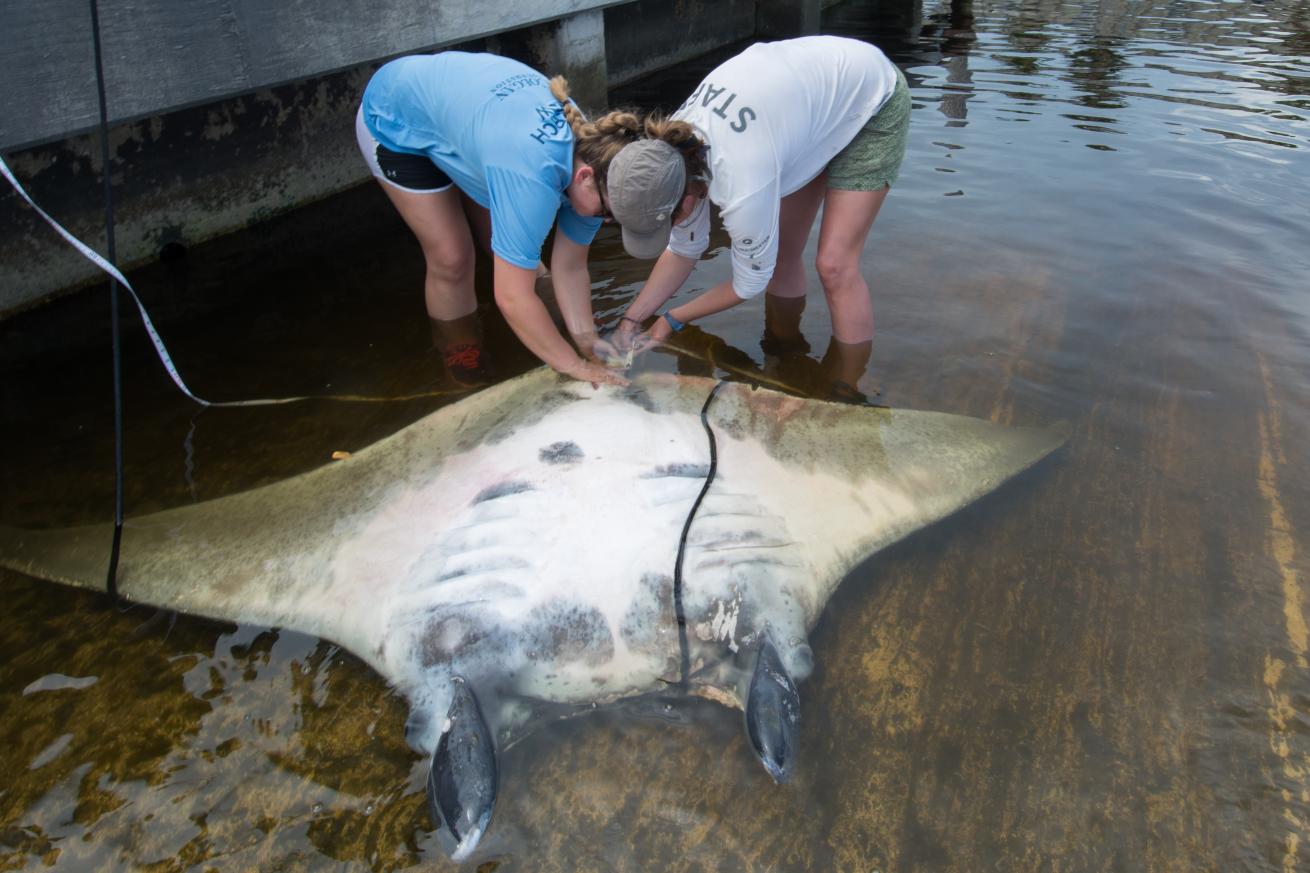 Biologists measuring samples from dead manta ray.