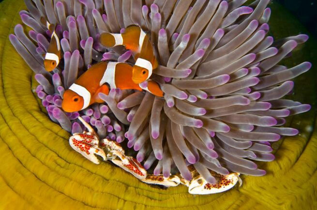 Clowning Around

Before entering an anemone, the clownfish puts on a dance. They brush against the tentacles in order to acclimate themselves with the anemone before they settle in. This is also where the fish builds up immunity to the poisonous tentacles.