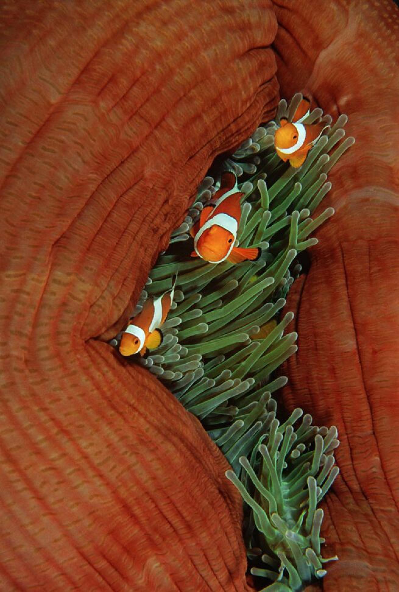 Full House

One anemone can house a large female clownfish, her male mate and several smaller male anemonefish.