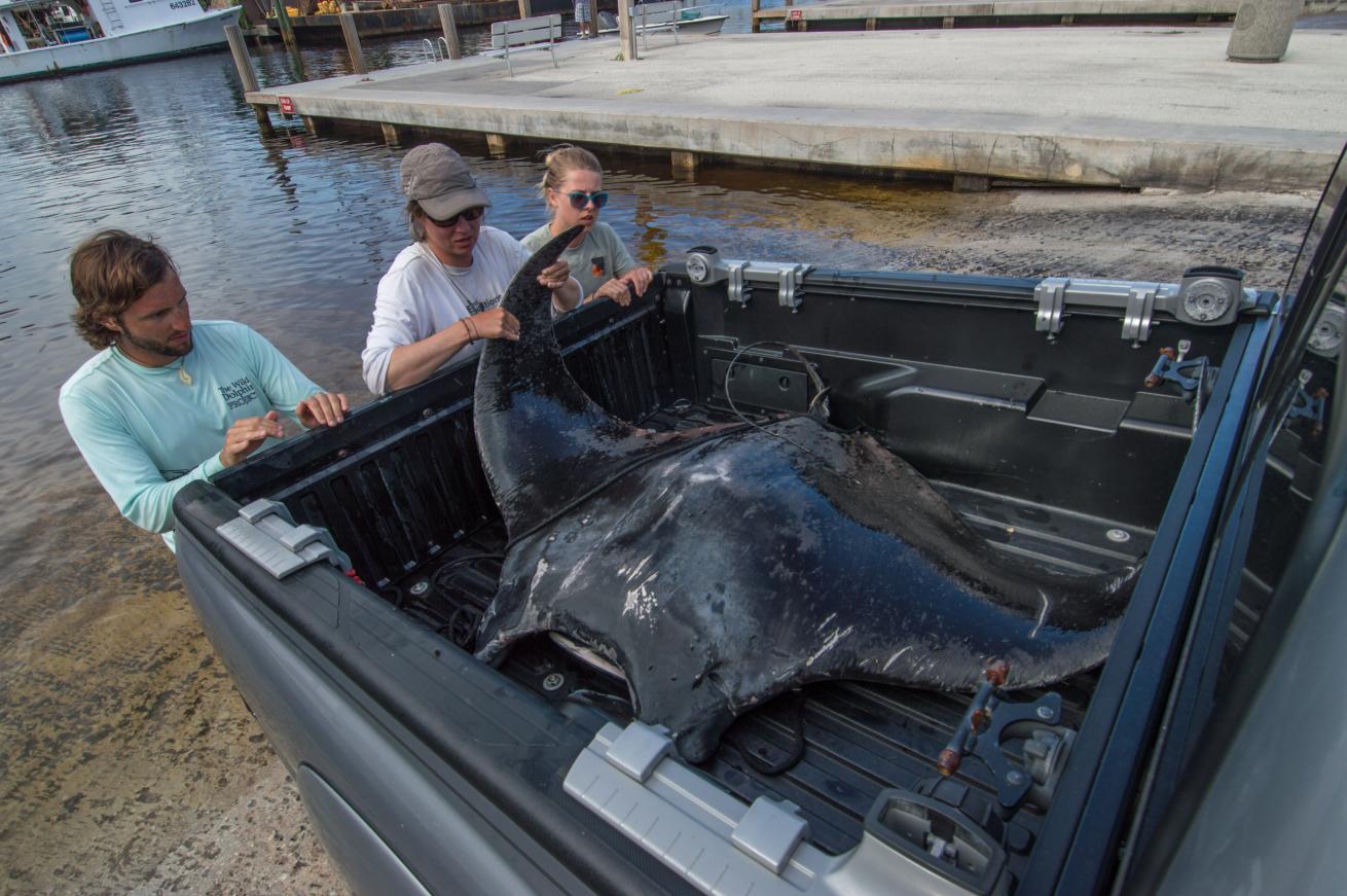 Loading the dead manta ray to be preserved.