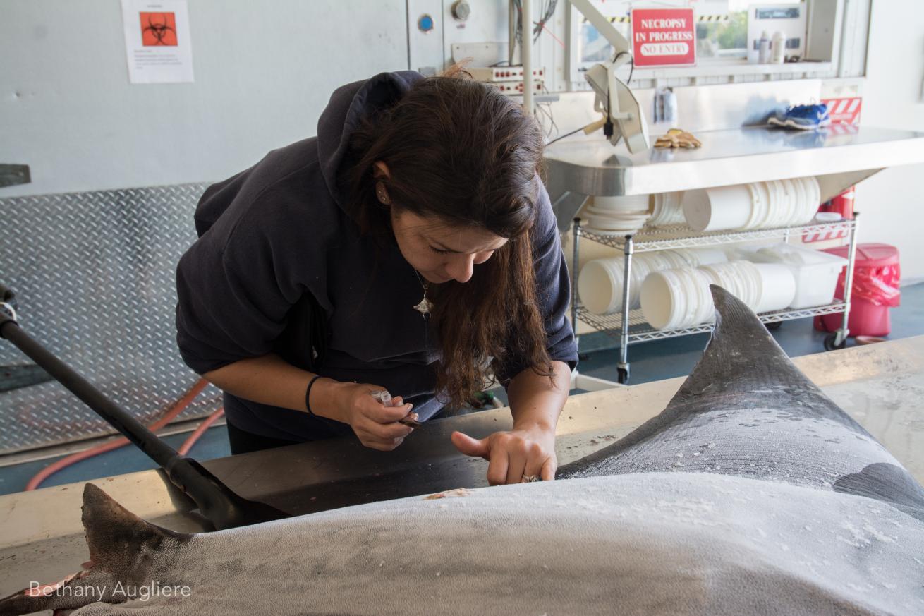 Biologist Andrea Marshall collecting skin samples from the dead manta.