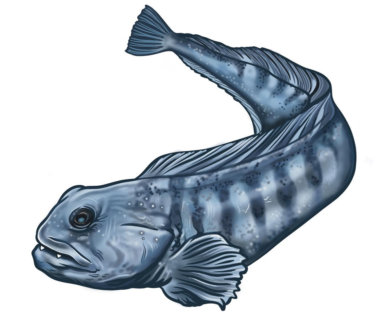 illustration of an atlantic wolffish