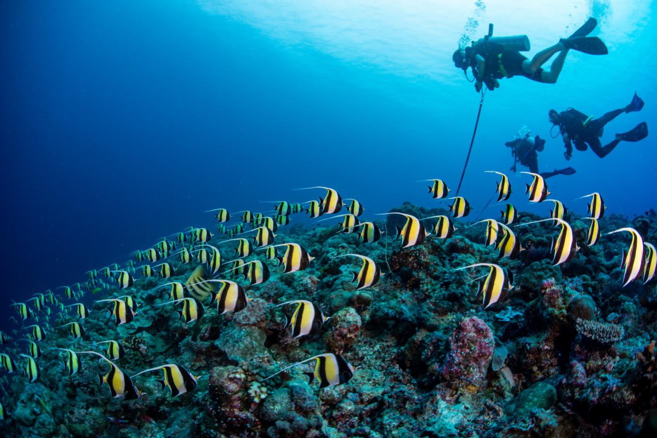 . The Blue Corner Distinctive Specialty teaches divers to properly use a reef hook to passively enjoy the views.