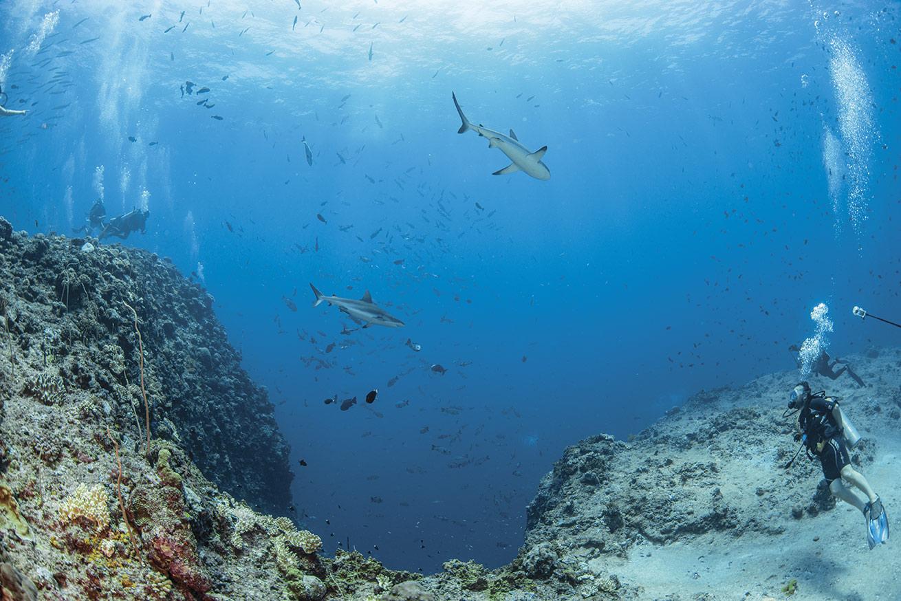 blue corner palau dive site with lots of sharks and divers