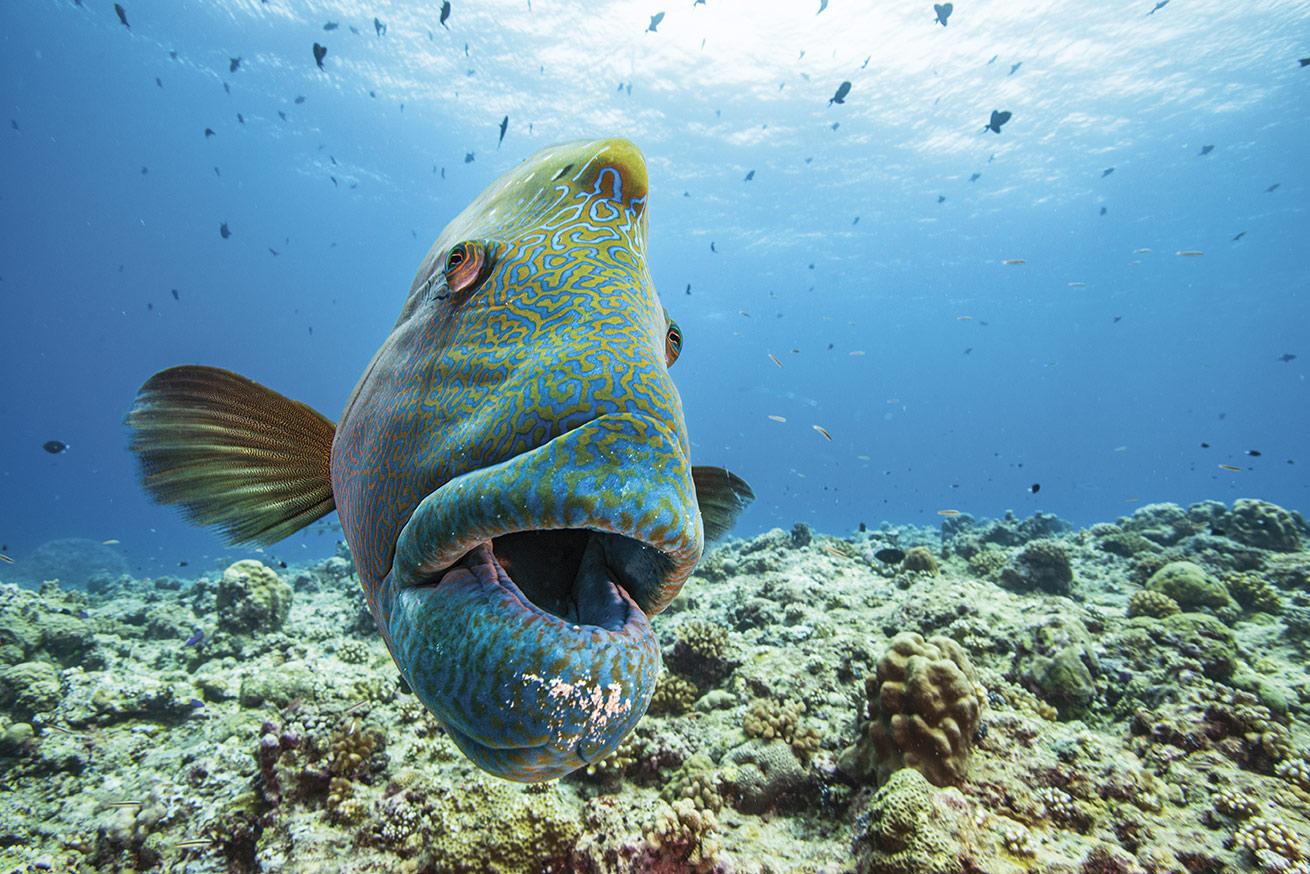 a humphead wrasse or napoleon wrasse in palau blue corner