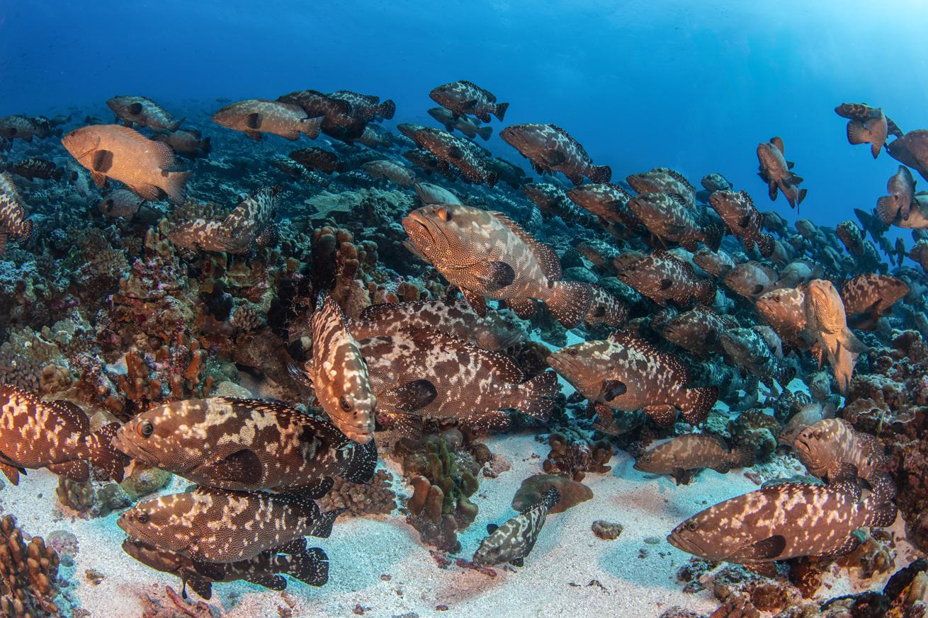 An aggregation of marbled grouper at Fakarava Pass.