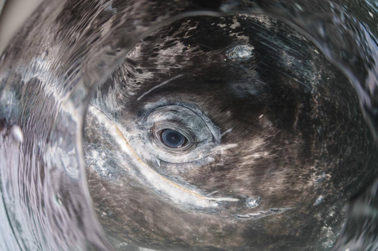 eye of a whale in baja mexico
