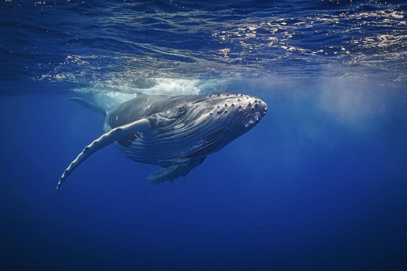 The PADI Whale Defender Distinctive Specialty course is a land-based, half-day course open to divers and nondivers alike. Whales are incredibly important to the marine ecosystem, especially in Mexico’s Baja Peninsula, where a large number of whale species travel through and reside.