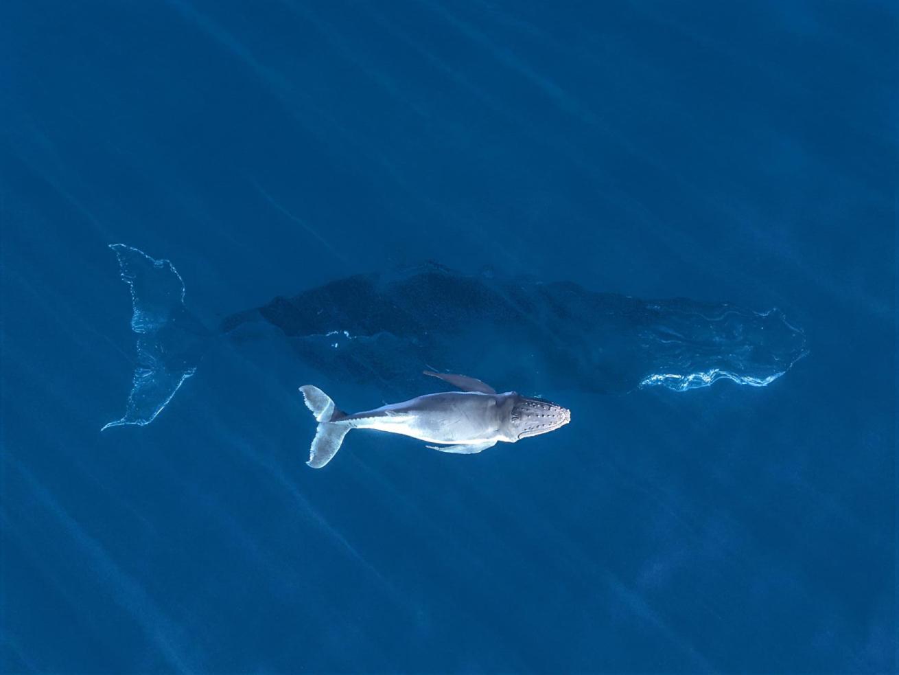 image of humpback baby and mom 