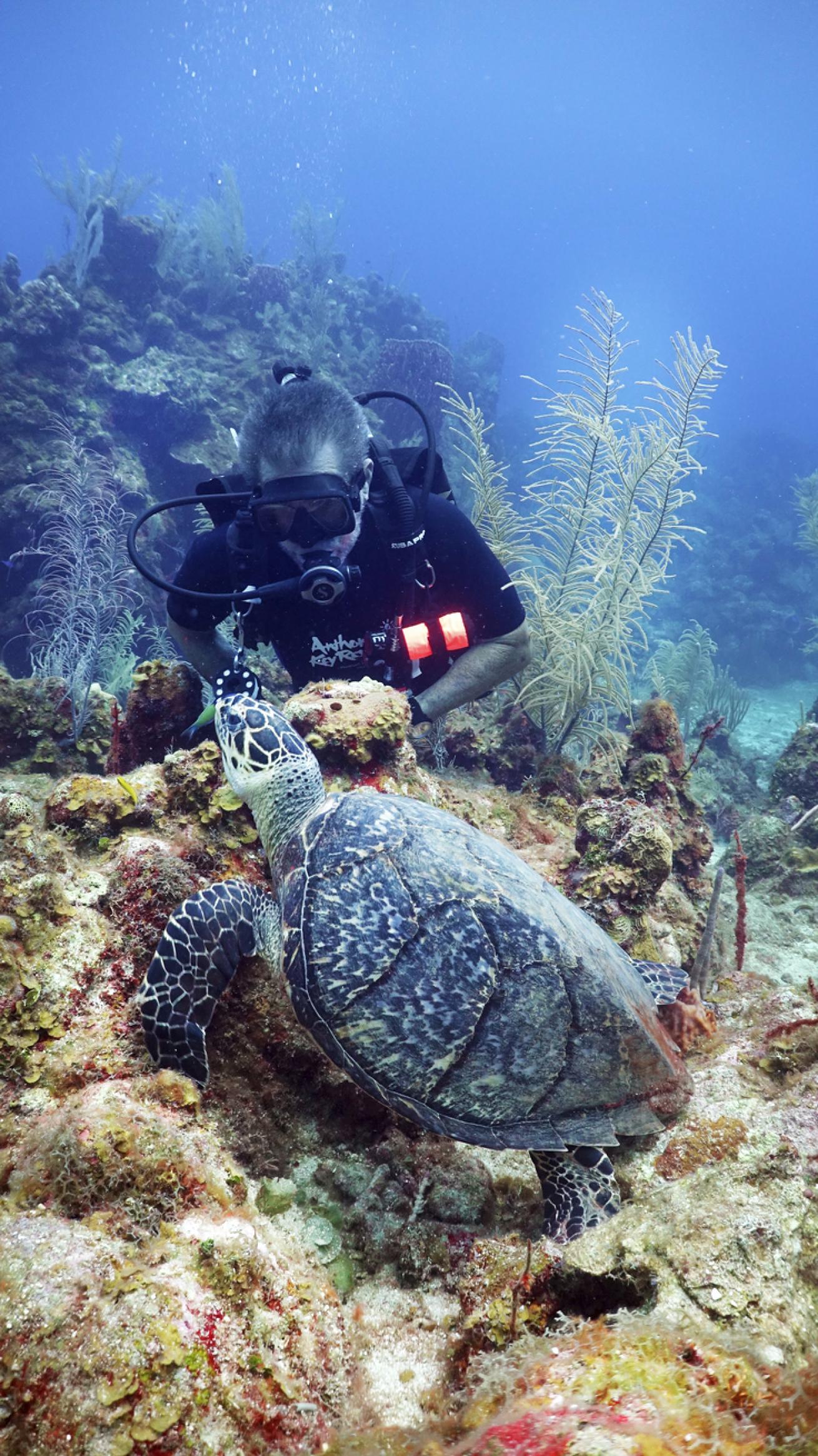 diver with turtle