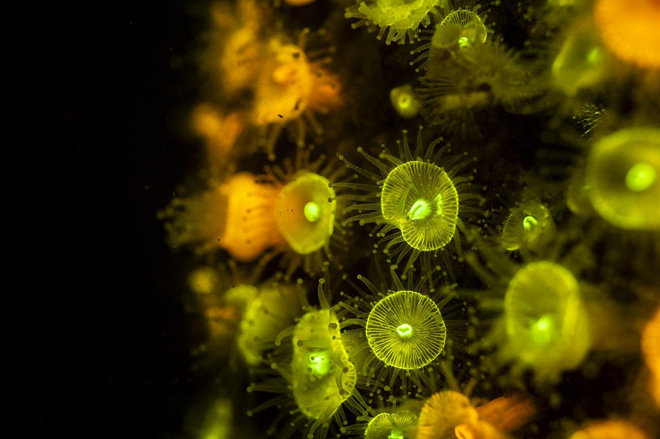 Anemones tend to have a bold fluoro glow. Individuals within the same species can even have different colors with different patterns. Shot with a Nikon Z6III, 60mm f/2.8G lens and Backscatter Hybrid Flash and excitation filter.