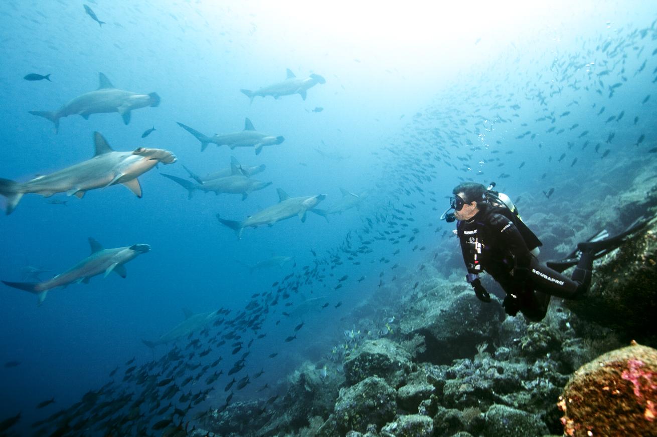 Peter encounters a school of hammerhead sharks in the Galapagos.