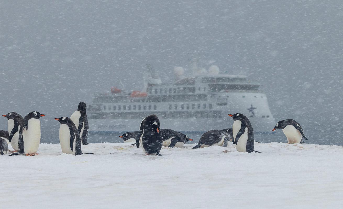 Gentoo penguins, Fort Point, Antarctica.