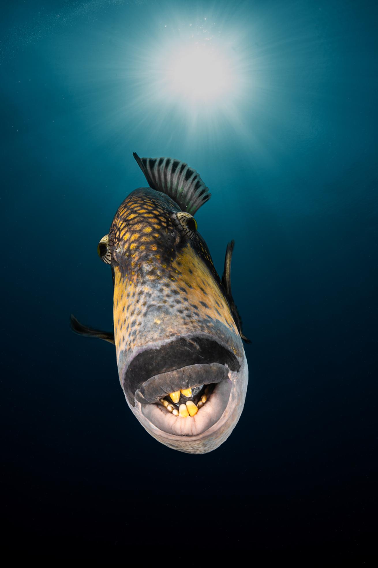 A curious titan triggerfish in Moorea
