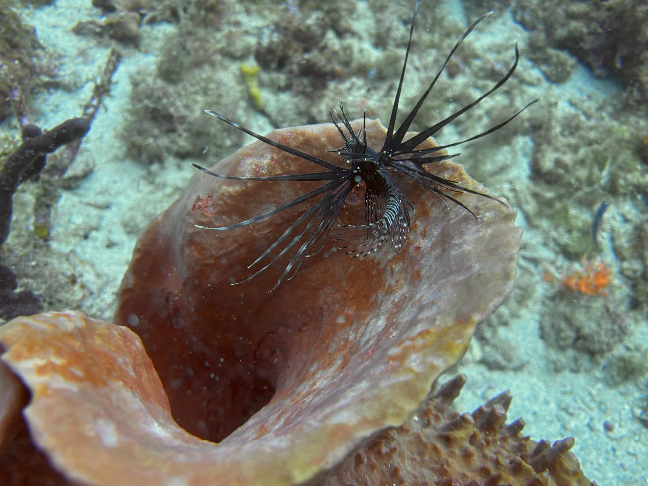Invasive lionfish have been spotted in Guadeloupe since 2009.