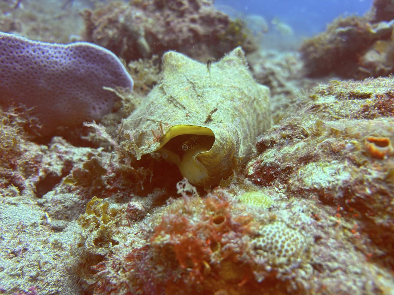 Eyes peer out from inside a conch shell.