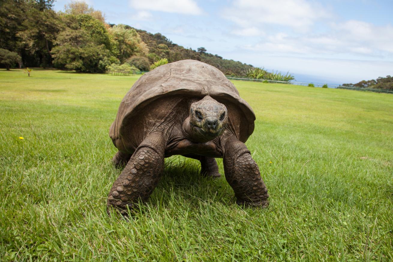 Saint Helena's most famous resident, Jonathan, is also the world's oldest living land animal at an estimated 193 years old.