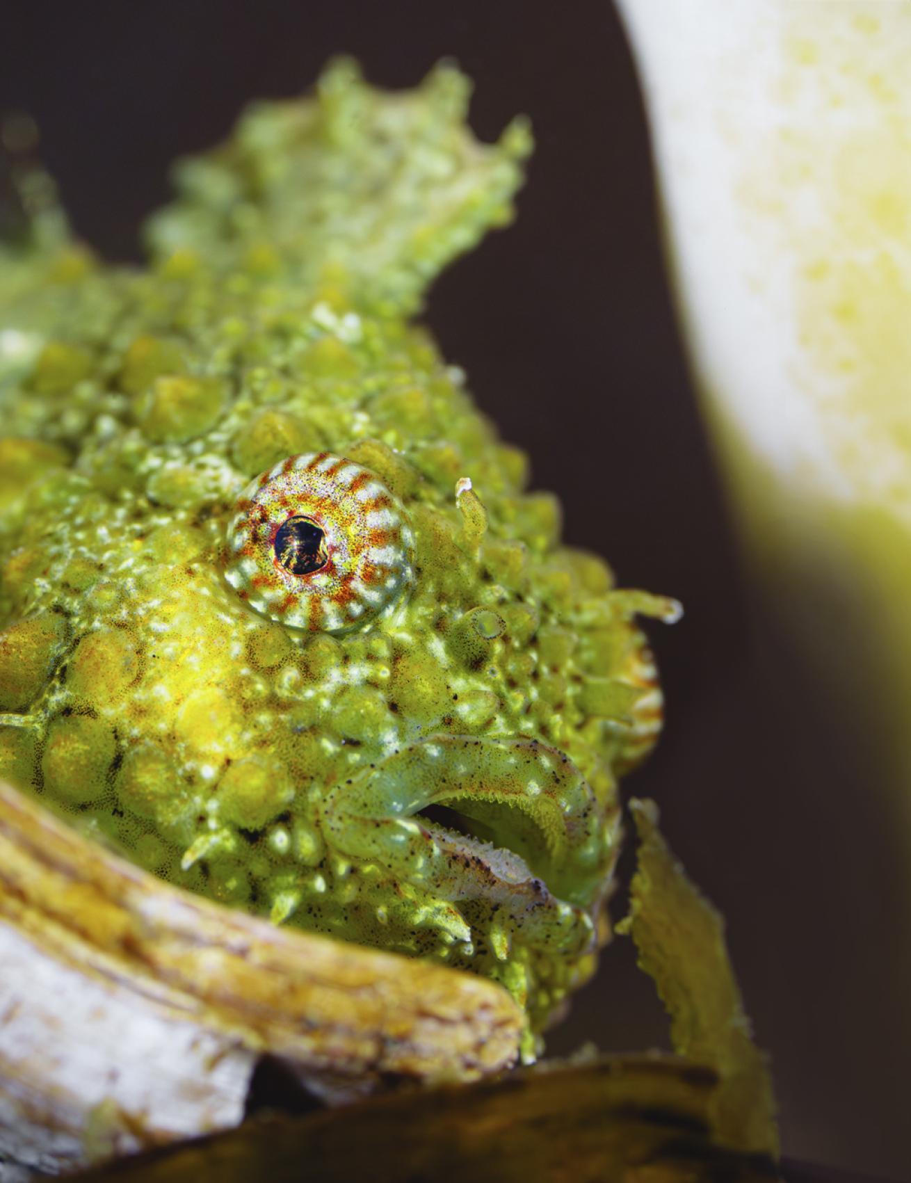 
A Pacific spiny lumpsucker cruises through the shallows during breeding season.