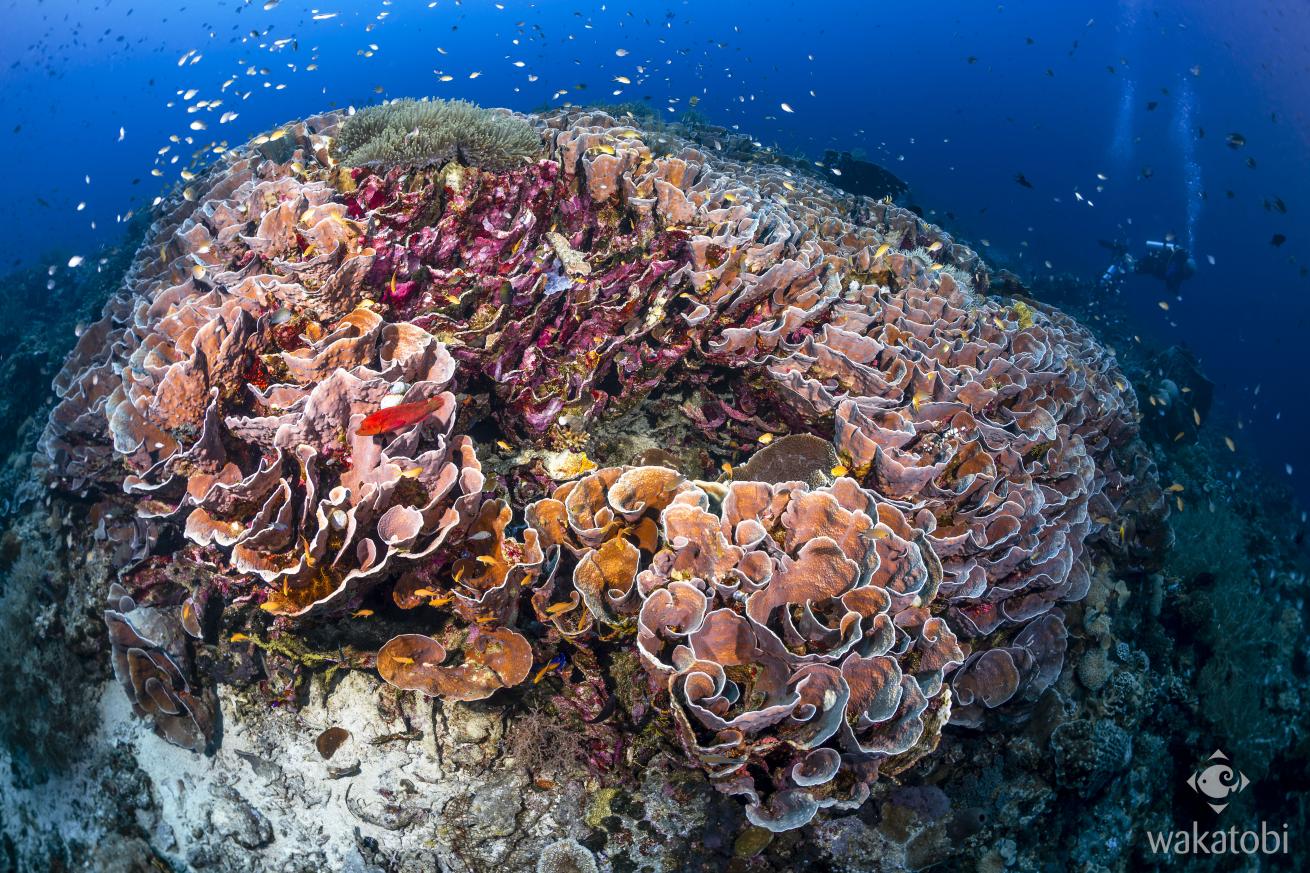 The resort’s resident marine biologist monitors reef health using techniques like eDNA sampling and 3D imaging.