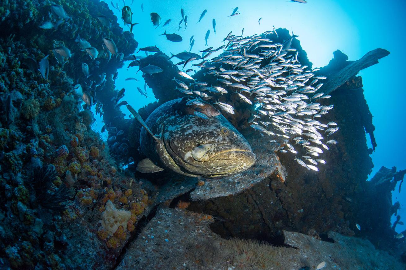 goliath grouper and bait fish on a shipwreck off  Palm Beach County Florida
