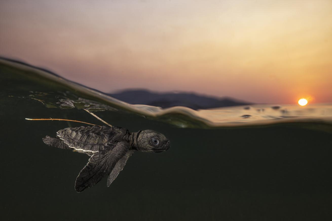 Olive Ridley baby turtle on its way to the open Ocean during dusk.