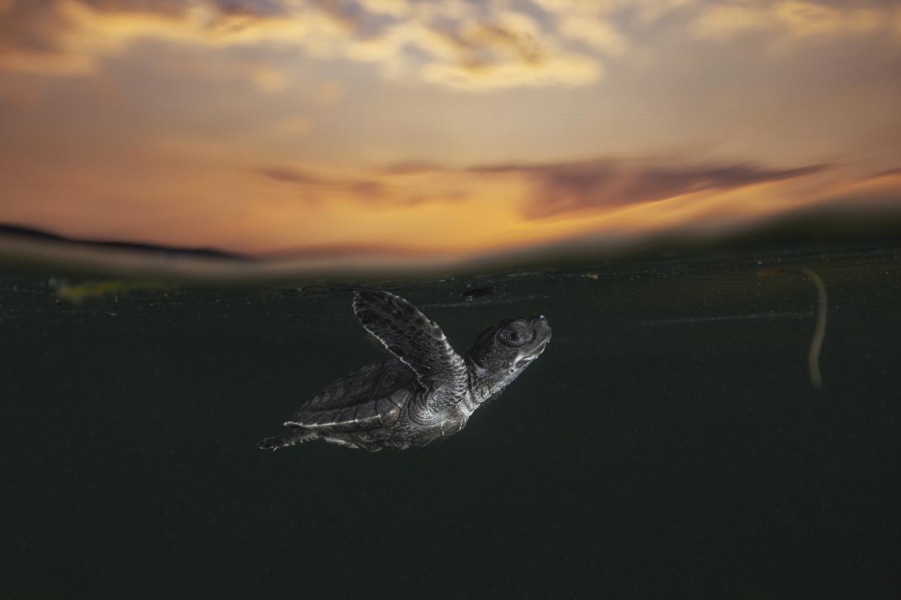 Olive Ridley baby turtle short before breathing