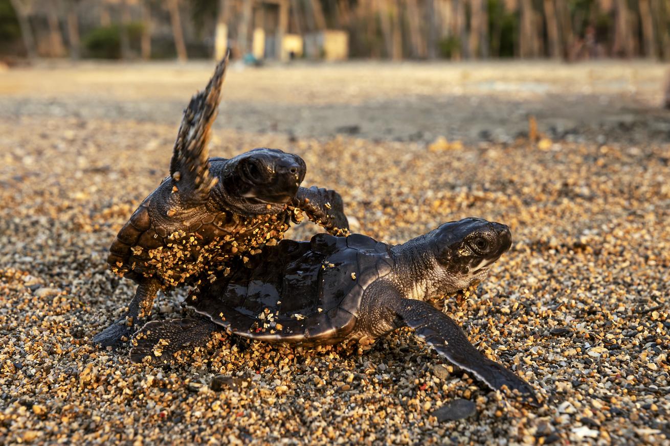 Baby Olive Ridley Turtles on their way to open ocean