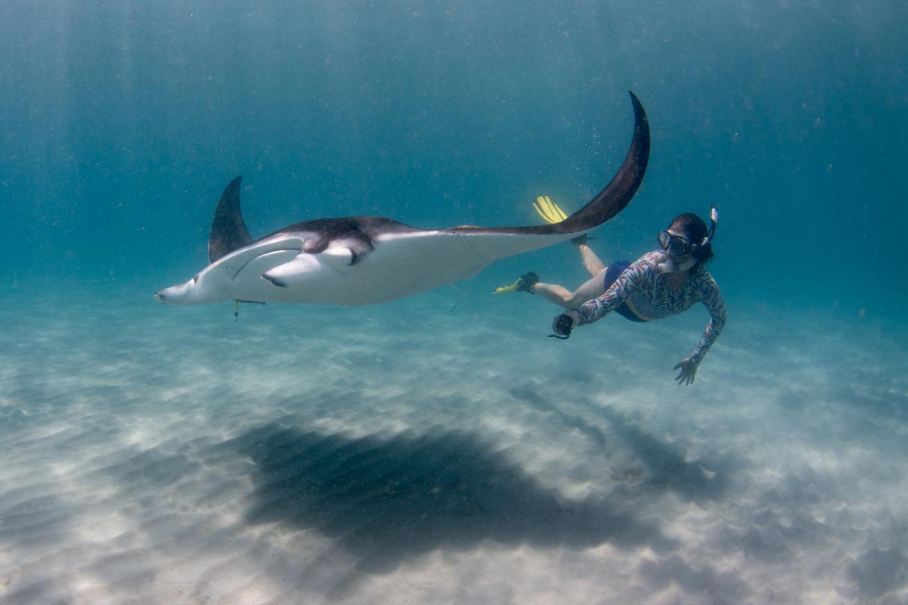 Biologist Jessica Pate removes fishing lines from an Atlantic manta ray, nicknamed Stevie Nicks.