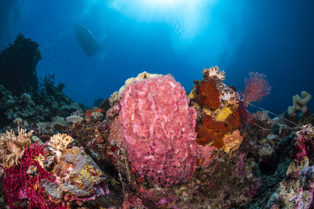 On each dive, guests discover an explosion of thriving fish and coral species.