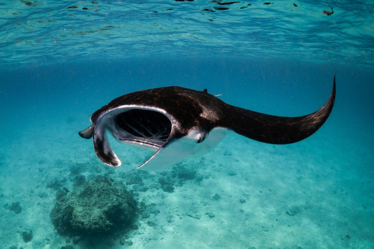 Close relatives of sharks and other rays, these filter-feeding giants roam tropical and subtropical oceans worldwide.