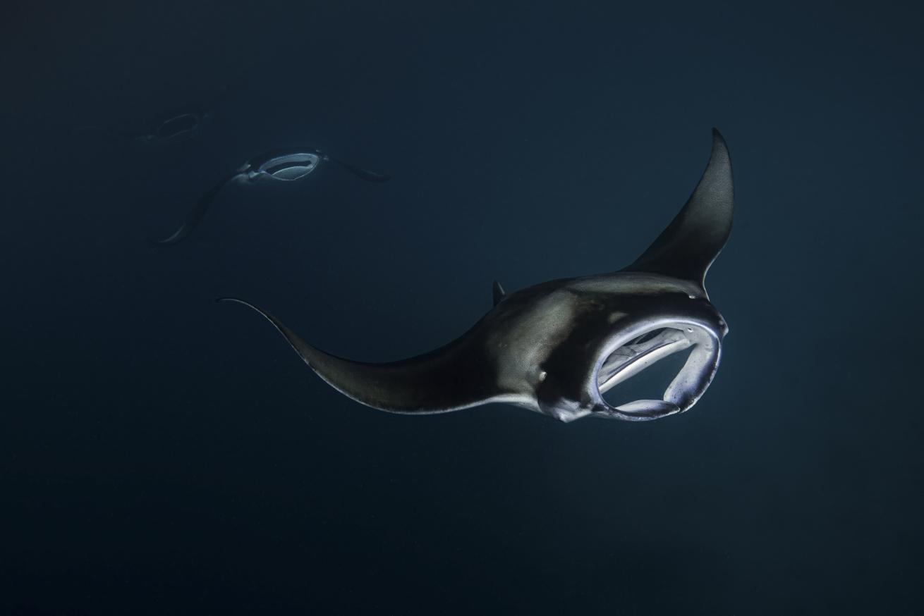 From the moment they are born, these rays live a life of perpetual motion. To breathe, they must keep swimming so water flows over their gills, meaning they never truly stop.