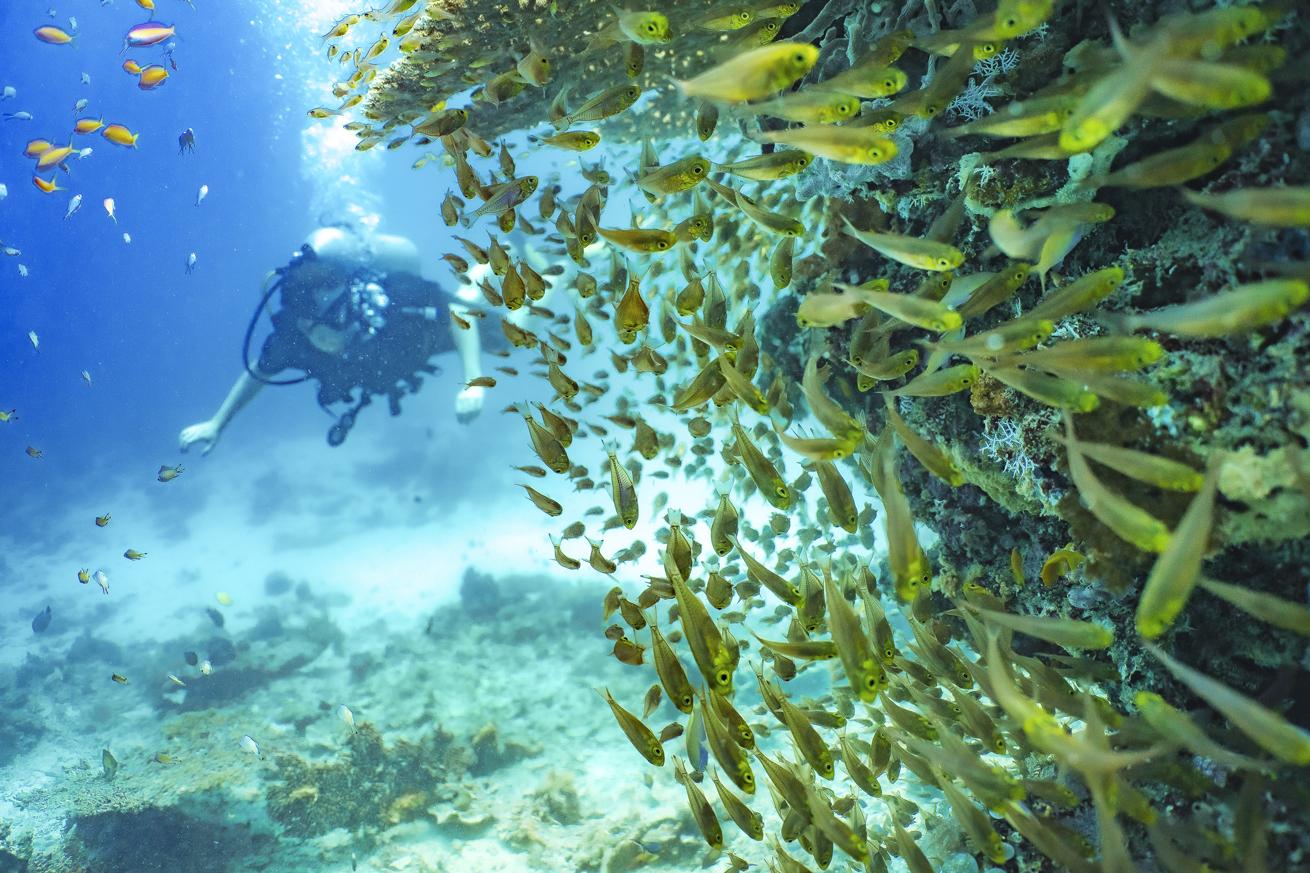 A diver discovers the wonders of diving in a thriving marine protected area
