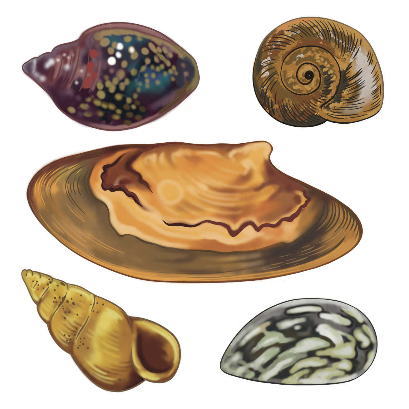illustration of the Rocky Mountain capshell