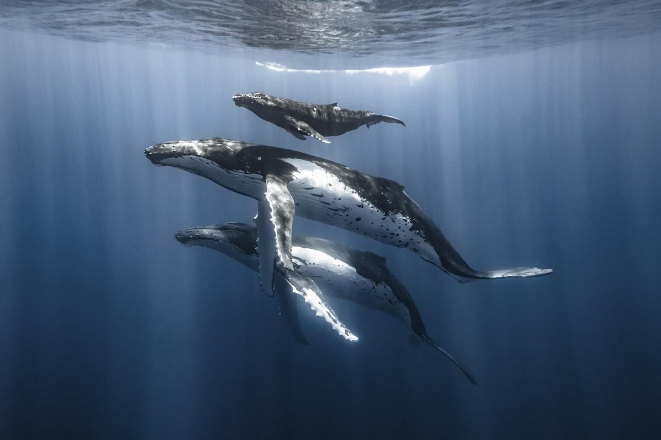 Humpback whales, protected in French Polynesia, migrate to the area to mate and reproduce during fall.