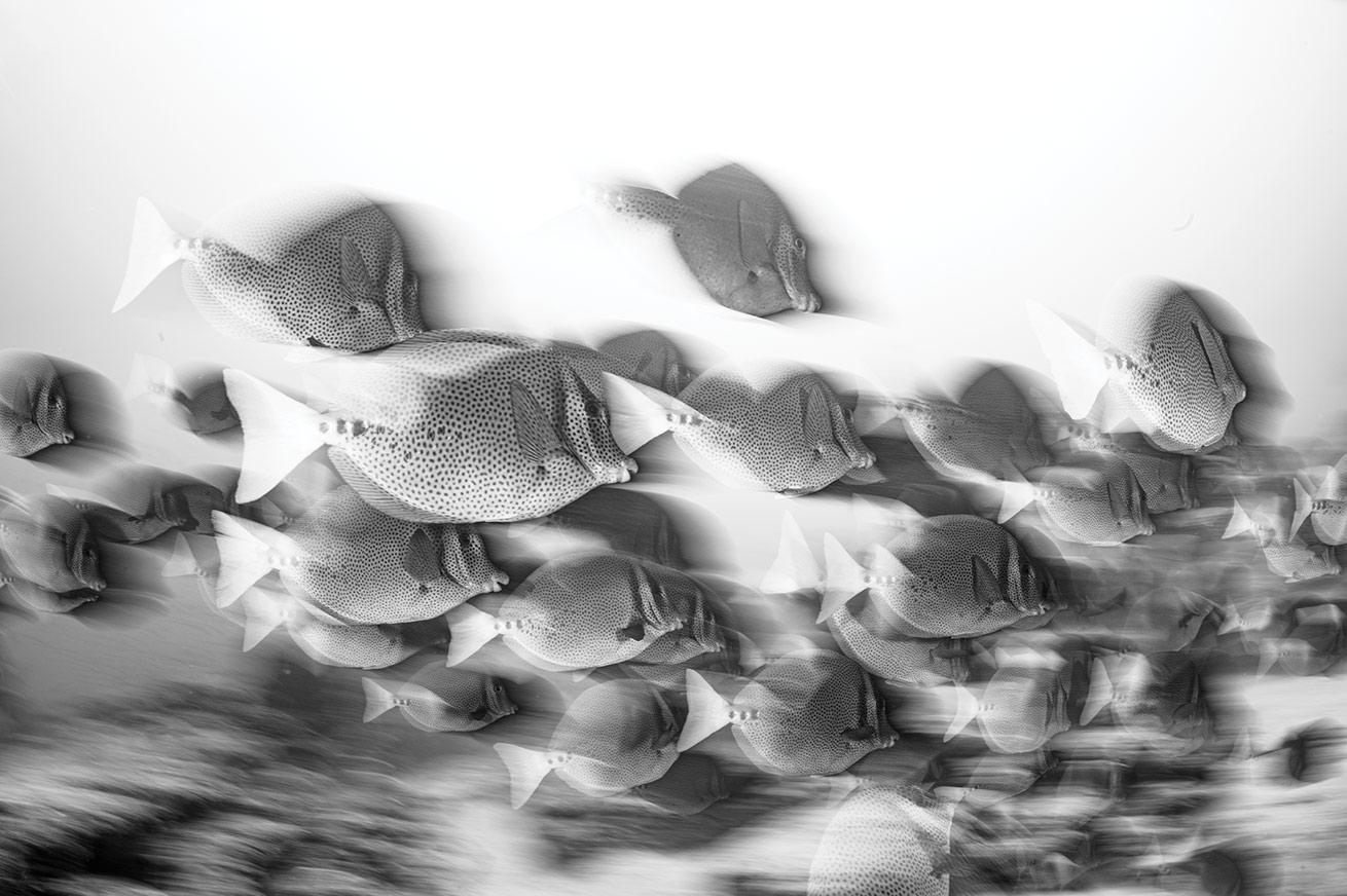 This image was captured with a Nikon D780 at a shutter speed of 1/3 of a second using rear-curtain sync. The slower shutter speed combined with speedier subjects makes for a faster-looking, more chaotic motion blur.

