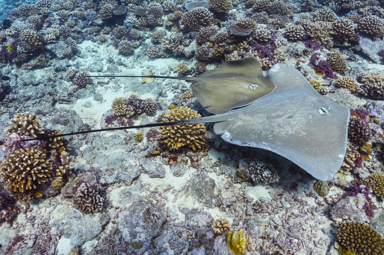 A pair of pink whiprays mates on the reef;