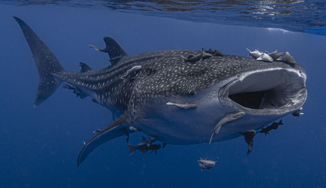 Whale sharks aggregate in the clear, subtropical waters off Saint Helena each summer.