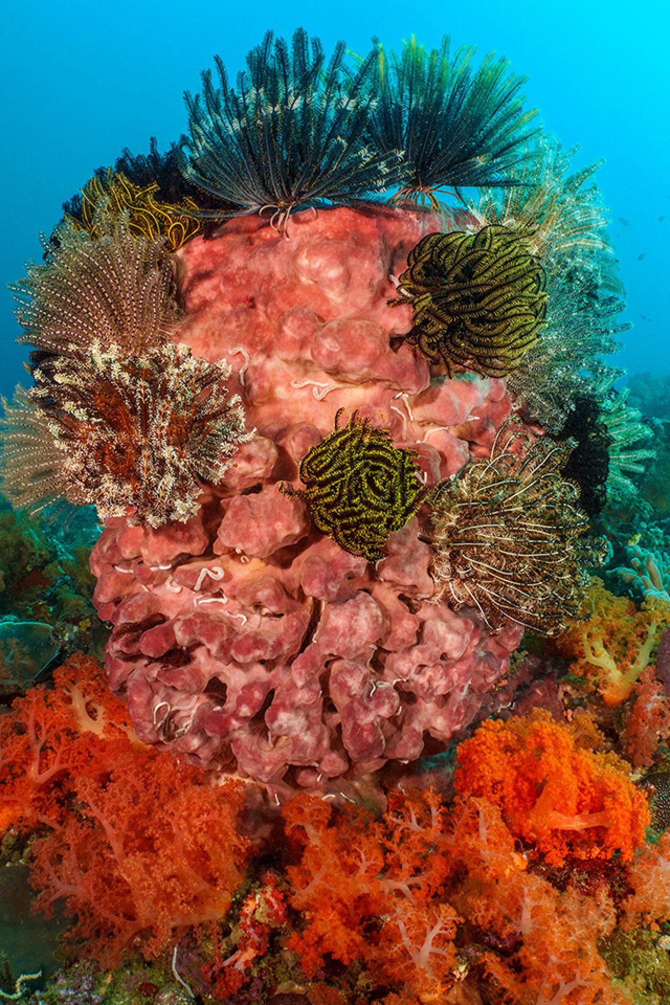 A Giant Barrel Sponge (Xestospongia testudinaria) about 5 feet tall on a current-swept reef slope is the perfect perch for many filter-feeding crinoids (feather stars) which use their many velcro-like arms to grab their microscopic planktonic food from the passing water. Orange soft corals (Dendronephthya sp.) arranged around the base of the sponge also thrive in this environment.