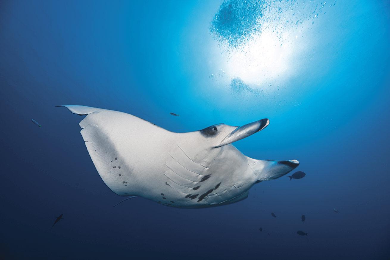 A manta ray elegantly glides through the water overhead.
