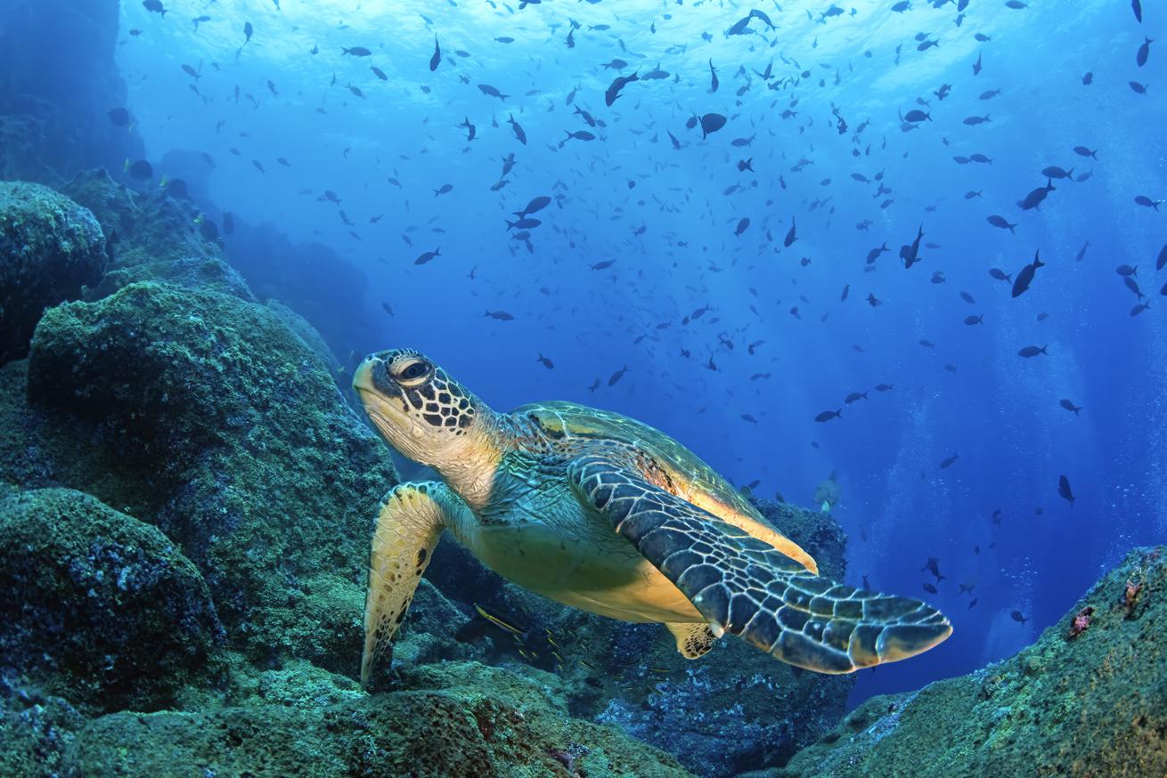 A sea turtle swims along the reef.