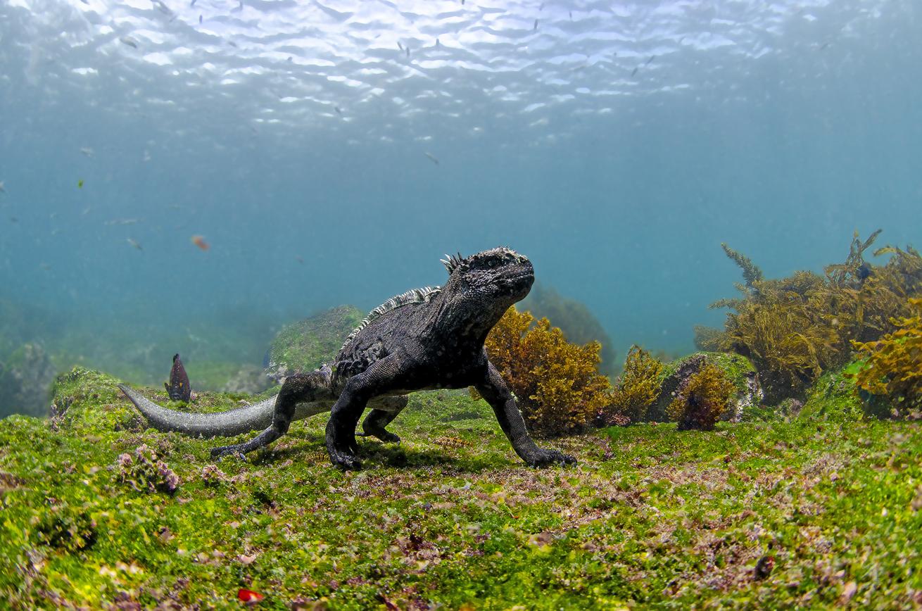 One of the Galapagos Islands’ famed marine iguanas.