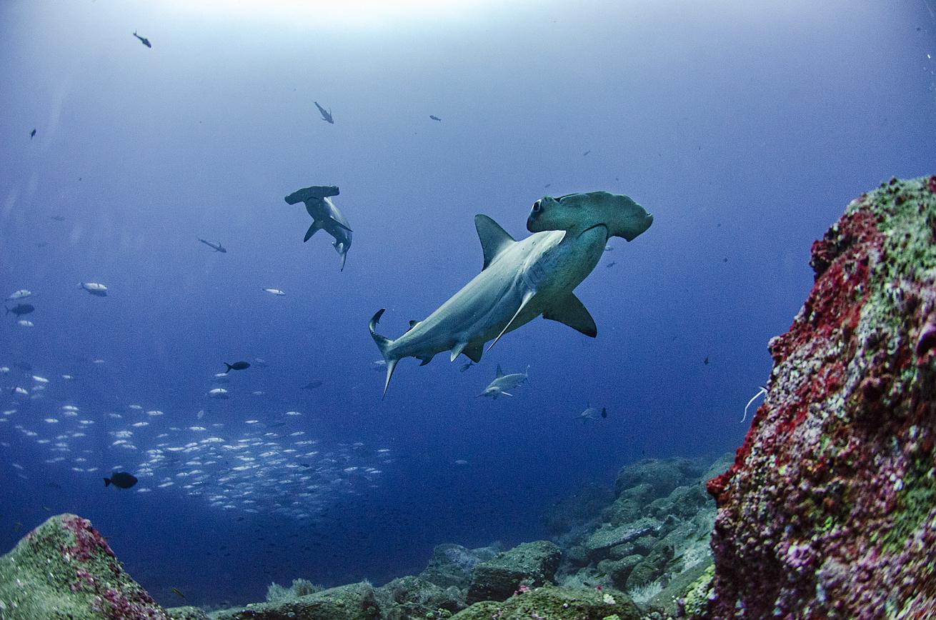 Hammerhead sharks may be one of the most recognizable type of sharks, but there’s still so much we don’t know about them.