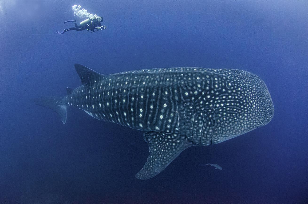 Despite their immense size, whale sharks remain among the more elusive fish species patrolling the ocean.
Despite their immense size, whale sharks remain among the more elusive fish species patrolling the ocean.